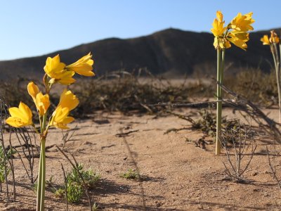 /concejo-municipal-de-copiapo-aprueba-ordenanza-para-proteger-y-conservar-el-desierto-florido