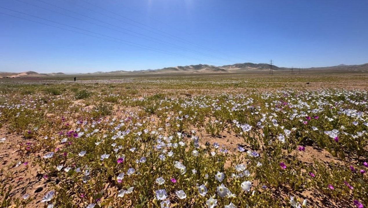 /atacama/municipalidad-de-tierra-amarilla-comenzo-paseos-al-desierto-florido-en-el