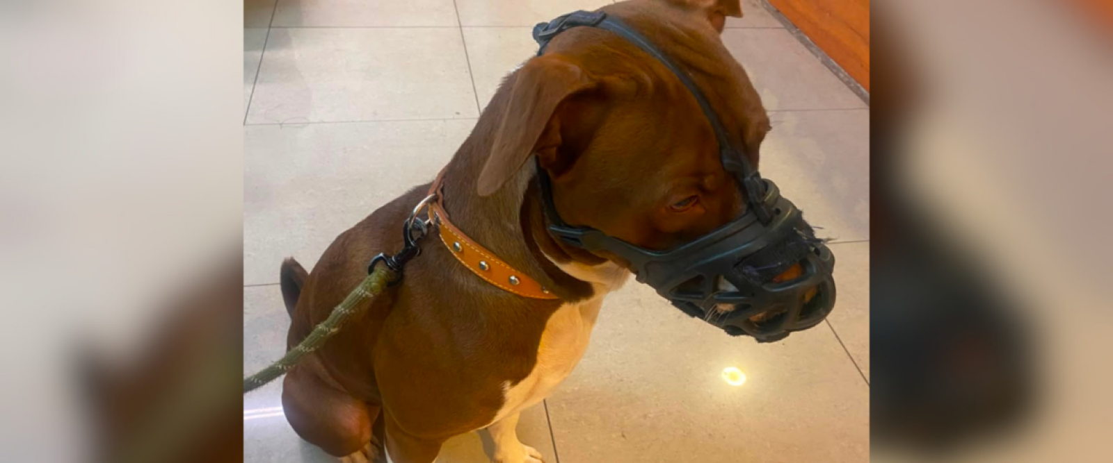 Hombre es detenido por maltratar a cachorro pitbull en Ñuñoa
