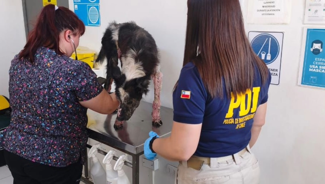 /perro-quedo-internado-tras-grave-caso-de-maltrato-animal-en-antofagasta
