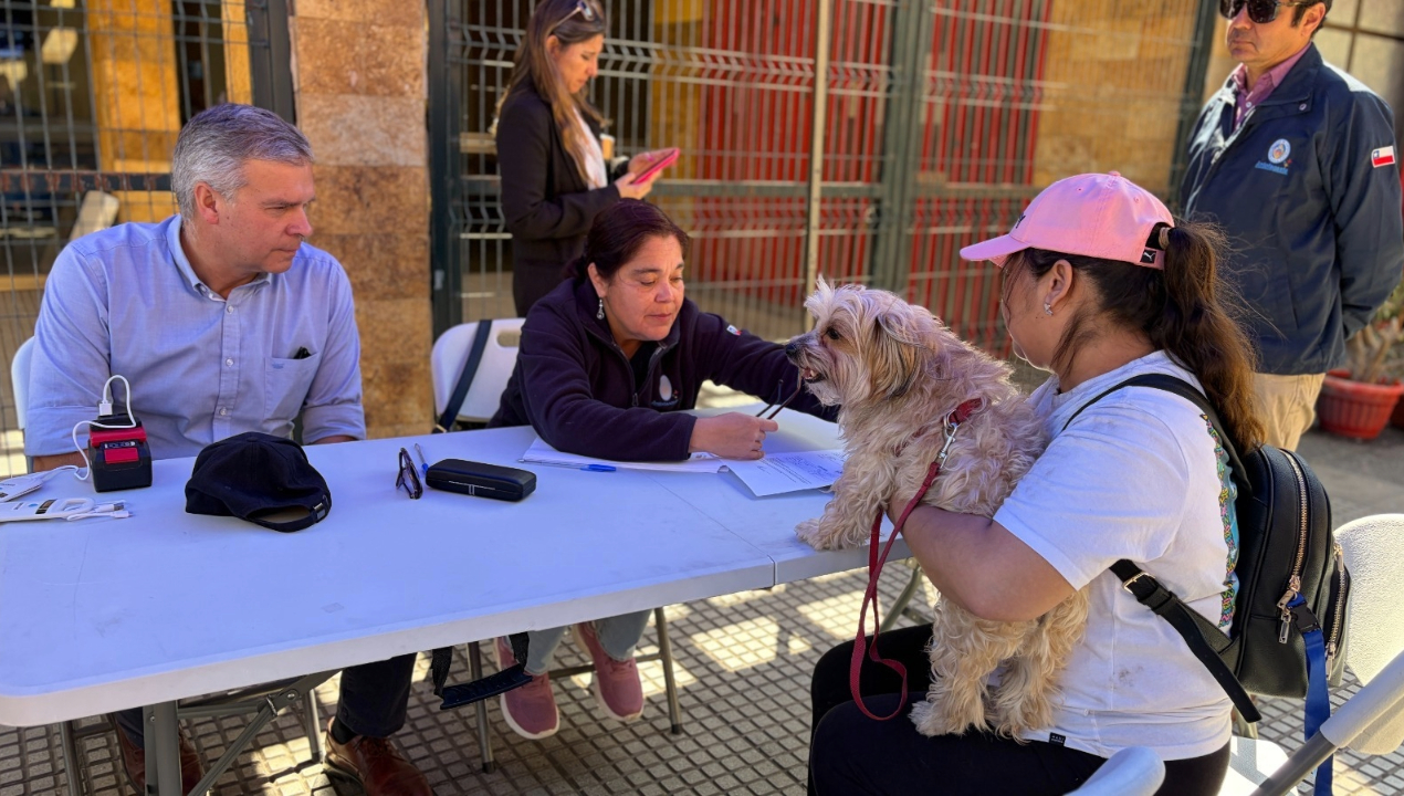 /municipalidad-de-antofagasta-llegara-hasta-juntas-de-vecinos-para-chipeo